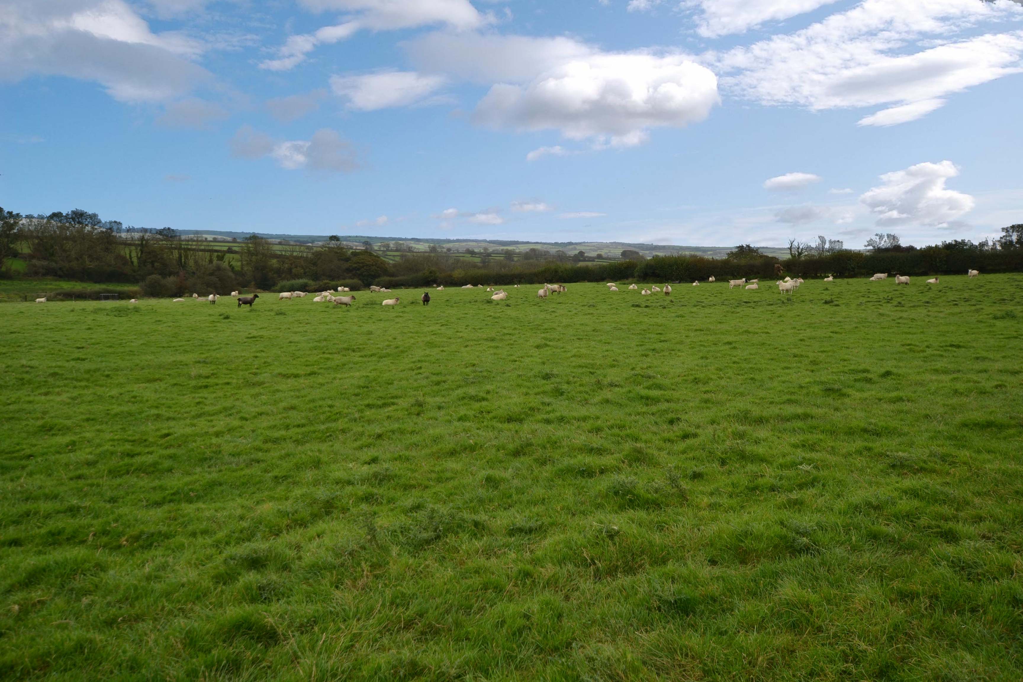 4 bedroom detached bungalow for sale, Blaenwaun Farm, Whitland, SA34