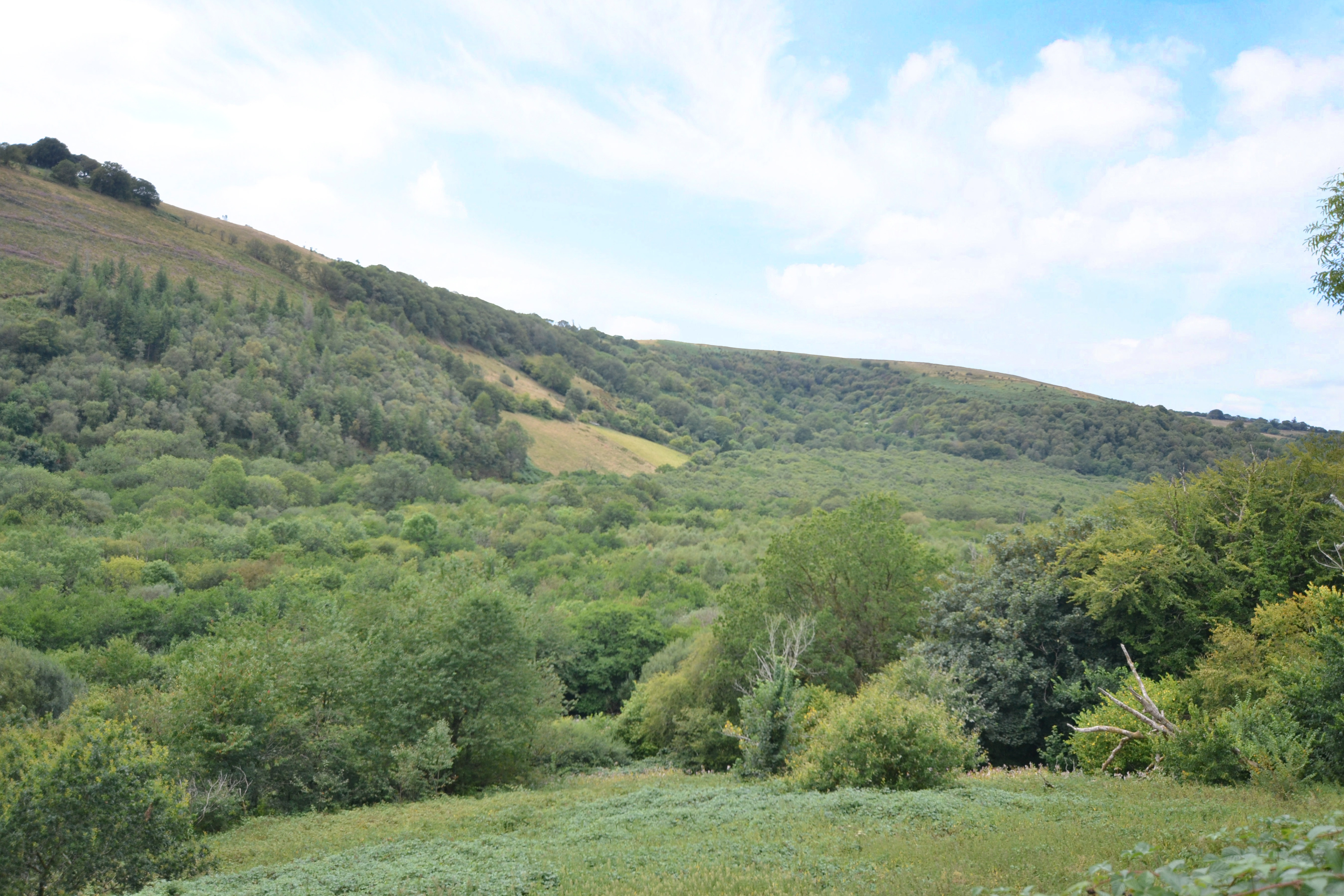 Land for sale, Woodland at Gelli Goediog, Carmarthenshire, SA19